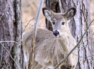 SAMUEL: Threats from Chronic Wasting Disease continue